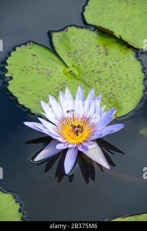 Mauritius, Distretto di Pamplemousses, Pamplemousses, Sir Seewoosagur Ramgoolam giardino botanico Foto Stock