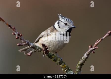 Haubenmeise (Parus cristatus) Foto Stock