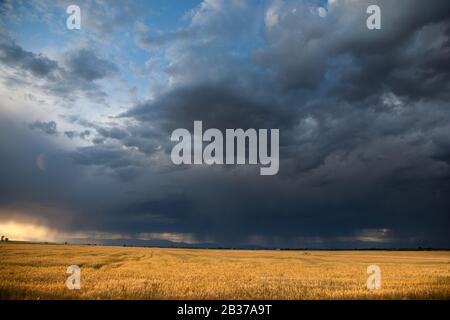 Paesaggio con campo di grano maturo e di venire forte pioggia e tempesta in una giornata estiva. Foto Stock