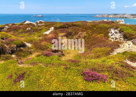 Francia, Finistère (29), Cornouaille, Penisola di Crozon, Camaret-sur-Mer, Pen-Hir Point nel Mare di Iroise, l'erica forma belle tappeti colorati Foto Stock