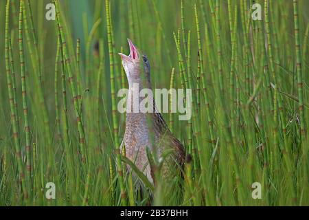 Crake di mais, Crex crex, Europa, chiamata Foto Stock