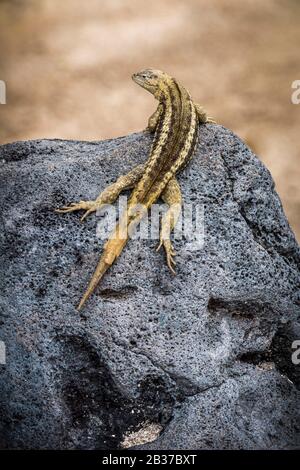 Ecuador, arcipelago delle Galapagos, patrimonio mondiale dell'UNESCO, Lobos Island, Galapagos lava lizard (Microphus albemarlensis) sulle lavas a cuscino Foto Stock