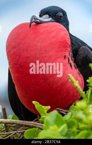 Ecuador, arcipelago delle Galapagos, classificato come Patrimonio Mondiale dall'UNESCO, Lobos Island, Fregata magnificens maschio in Love Parade Foto Stock