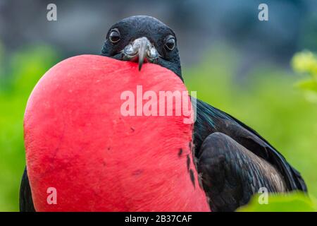 Ecuador, arcipelago delle Galapagos, classificato come Patrimonio Mondiale dall'UNESCO, Lobos Island, Fregata magnificens maschio in Love Parade Foto Stock