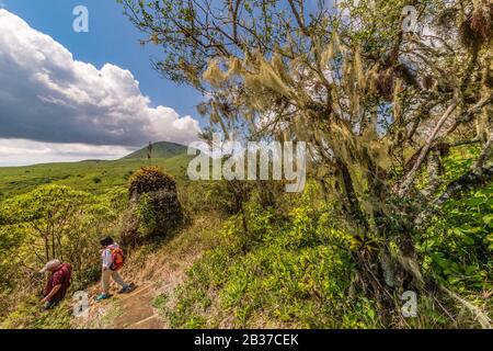 Ecuador, Arcipelago delle Galapagos, classificato come Patrimonio Mondiale dall'UNESCO, Santa Maria Island (Floreana), Tuff Rock, silo de la Paz, Highlands di Floreana Foto Stock