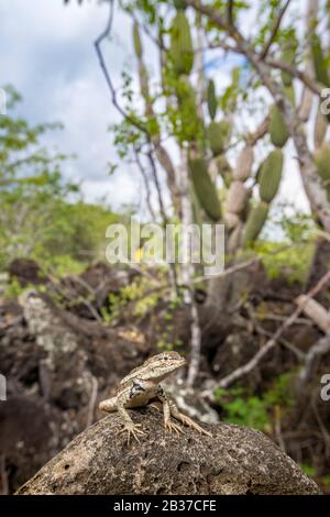 Ecuador, Arcipelago di Galápagos, patrimonio mondiale dell'UNESCO, Isola di San Cristóbal, Baia di Darwin, lizard di lava delle Galapagos (Microlophus albemarlensis) tra cactus dei candelabri (candelabri Euphorbia) Foto Stock