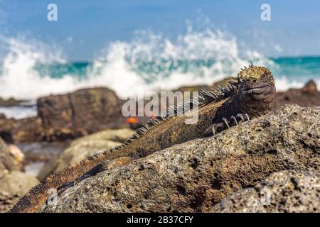 Ecuador, Arcipelago Delle Galapagos, Classificato Come Patrimonio Dell'Umanità Dall'Unesco, Santa Fe Island, Secret Bay O Hidden Bay (Bahia Escondida), Galapagos Sea Iguana (Amblyrhynchus Christate) Foto Stock
