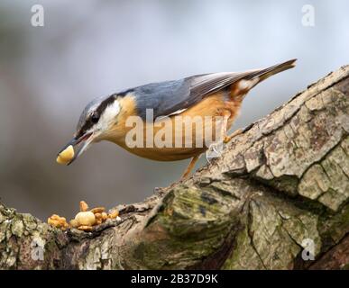 Nuthatch che alimenta su arachidi e vermi pasto Foto Stock