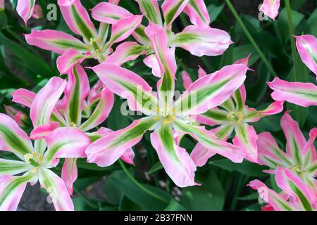 Tulipani di colori diversi. Tulipani in fiore di forma insolita. Tulipani nel giardino di primavera in una giornata di sole. Tulipani piatto lay-up da vicino. Foto Stock