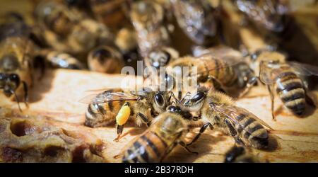 api operaio al lavoro - macro Foto Stock