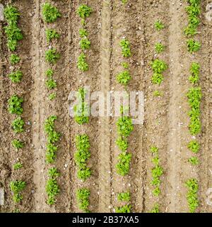 campo di patata visto dall'alto Foto Stock