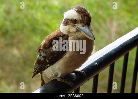 Australia, ridendo Kookaburra Foto Stock