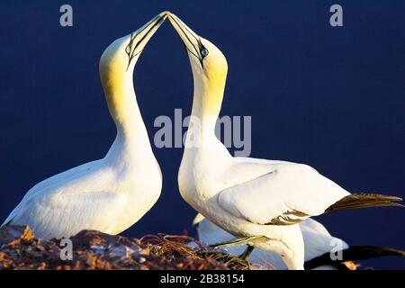 Basstoelpel, (Morus faganus, Sula fagana), Gannet settentrionale, Foto Stock