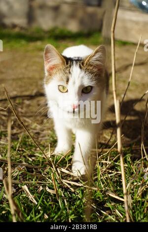 Gatto bianco a piedi in giardino soleggiato. Ritratto dell'animale domestico a piedi. Foto Stock