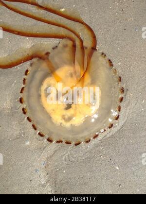 Gestrandete Kompassqualle, Chrysaora hyoscella / bussola a filamento meduse, Chrysaora hyoscella Foto Stock