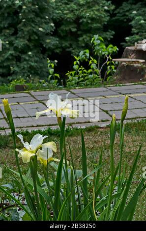 Variegated bianco e giallo fiore di iride fiorisce in primavera, Sofia, Bulgaria Foto Stock