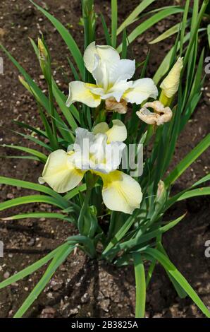 Variegated bianco e giallo fiore di iride fiorisce in primavera, Sofia, Bulgaria Foto Stock