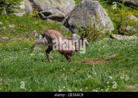 Camoscio nelle Alpi italiane Foto Stock