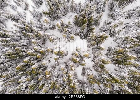 Aereo drone top down volare sopra inverno abete e pineta. Abeti in montagna valle coperta di neve. Fotografia di paesaggio Foto Stock