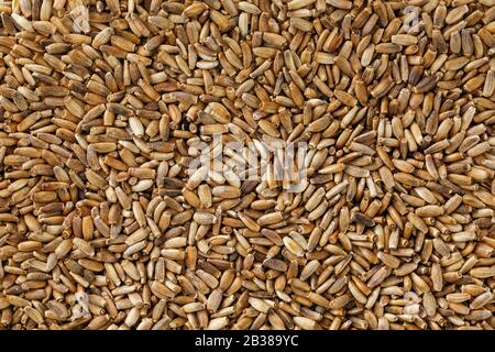 seme di uccello, alimento granulare misto per canarini e gerigar gerigar. Foto Stock