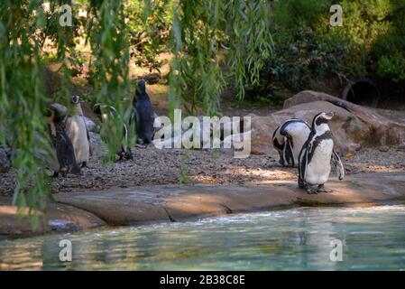 Gruppo di pinguini di Humboldt (Spheniscus humboldti) in ordine il bordo delle acque Foto Stock