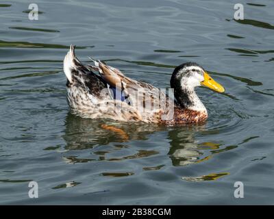 Mallard maschio (Anas platyrhynchos) su un lago nel Kent Foto Stock