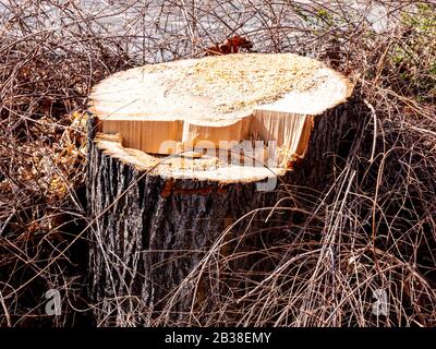 Taglio ad albero nel tronco dell'albero della molla Foto Stock