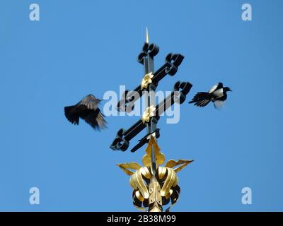 magpie uccello in cima a una torre della chiesa croce in movimento sfocatura volare fuori inseguito da un corvo nero. croce dorata simbolo religioso. fauna selvatica e la città. Foto Stock