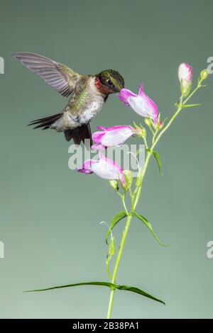 Un Nectar raccolta di Hummingbird con il gitardo rubato Foto Stock