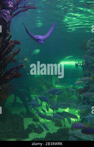 un pesce di razza in un tunnel oceanarium. Foto Stock