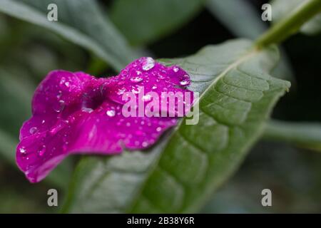 Gocce di rugiada su orchidea foglia Foto Stock