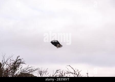 Avvoltoio nero, buzzardo o black jote volante Foto Stock