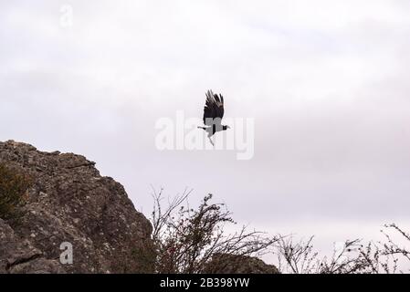 Avvoltoio nero, buzzardo o black jote volante Foto Stock