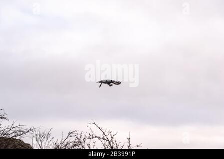 Avvoltoio nero, buzzardo o black jote volante Foto Stock