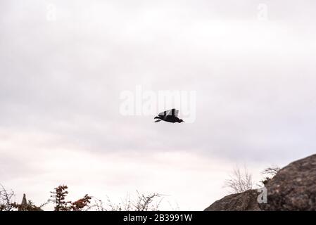 Avvoltoio nero, buzzardo o black jote volante Foto Stock