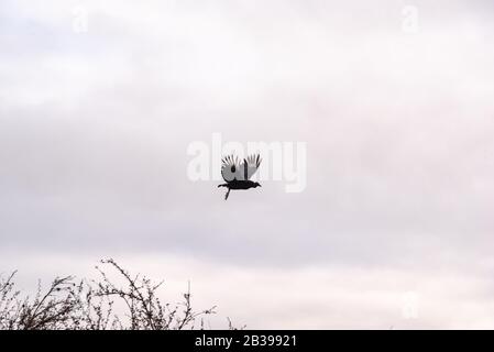 Avvoltoio nero, buzzardo o black jote volante Foto Stock