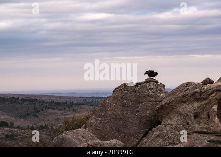 Vulture nero, zote o jote nero in piedi in alto in una roccia Foto Stock