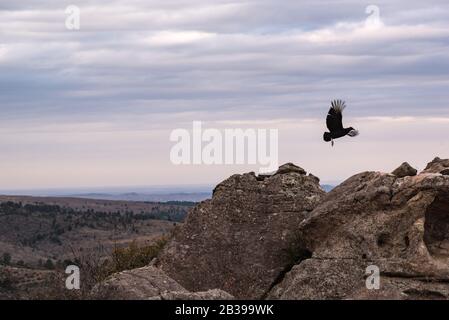 Avvoltoio nero, buzzardo o black jote volante Foto Stock