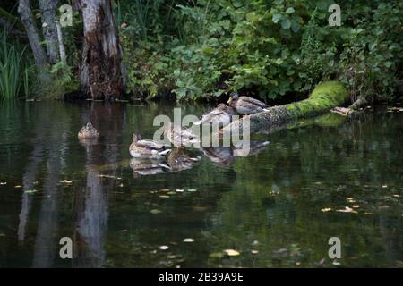 Krutynia - rafting sul fiume Krutynia Foto Stock