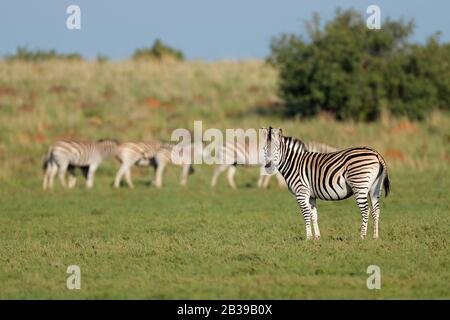 Mandria di zebre pianure (Equus burchelli) in habitat naturale, Sud Africa Foto Stock