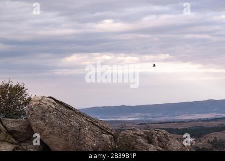 Avvoltoio nero, buzzardo o cote nere che volano su una valle con una catena montuosa sul retro Foto Stock