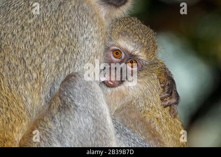 Succhia la scimmia del vervet del bambino (Cercopithecus aethiops) con la relativa madre, Parco nazionale del Kruger, Sudafrica Foto Stock
