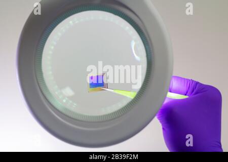 Mano nel guanto viola che porta il microchip matrice del sensore con un paio di pinzette sotto la lente d'ingrandimento . Focus su chip. Foto Stock