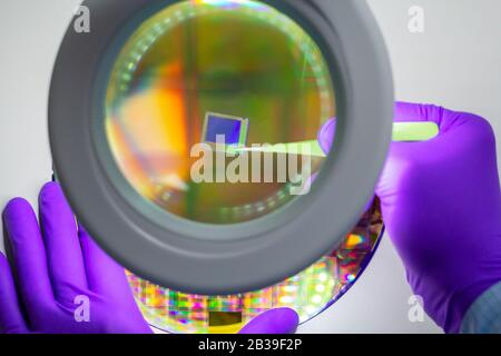 Mano nel guanto viola che tiene la matrice del sensore microchip con coppia di pinzette sotto la lente di ingrandimento . Focus su chip. Foto Stock