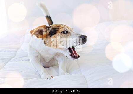 Adorabile simpatico jack russell cane cucciolo sbadiglio su letto bianco in camera da letto luce. Mattina risveglio di routine e concetto di salute animale domestico Foto Stock