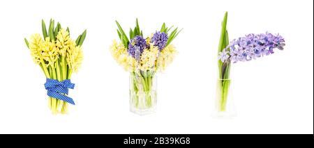 Set di giacinti colorati in vaso di fiori isolato su sfondo bianco. Foto Stock