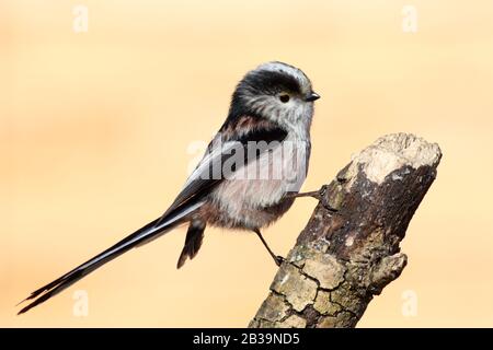 Titbird dalla coda lunga (Aegithalos caudatus) arroccato su un ramo. Foto Stock