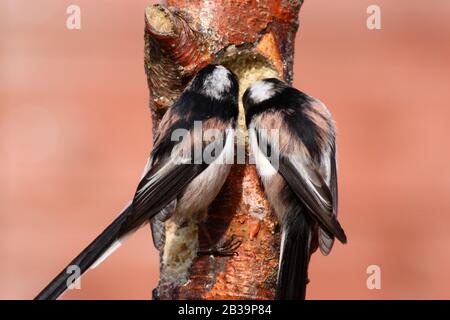 Due Titbirds dalla coda lunga (Aegithalos caudatus), in un alimento per uccelli fatto in casa Foto Stock