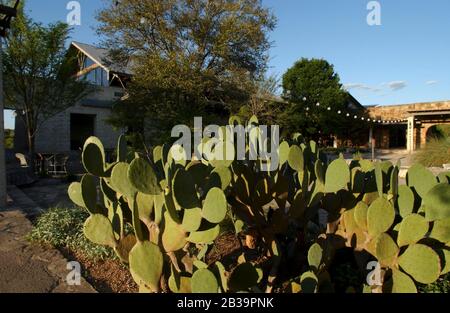 Austin Texas USA, Aprile 2004: Piante native in mostra al Lady Bird Johnson Wildflower Research Center durante la stagione primaverile dei fiori selvatici. ©Bob Daemmrich Foto Stock