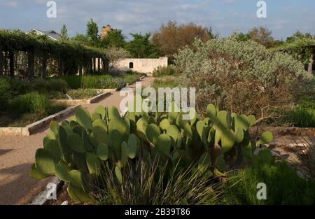 Austin Texas USA, Aprile 2004: Piante native in mostra in letti rialzati al Lady Bird Johnson Wildflower Research Center durante la stagione primaverile dei fiori selvatici. ©Bob Daemmrich Foto Stock